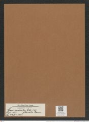 Coscinodiscus radiatus var. glacialis Grun. (de-Toni-Nr.: Genus 202, Species 4972) Zeichnungen Sammlung Grunow Mappe 04789 (Herbarium_W_Grunow_drawings_Folder_04789)
